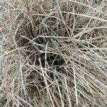 Miscanthus sinensisЛист