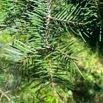 Abies concolor برگ