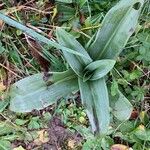 Anacamptis fragrans Folio