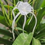 Hymenocallis littoralisFlower