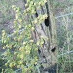 Artemisia annuaŽiedas