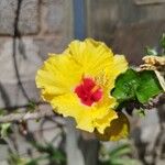 Hibiscus ovalifolius Blodyn