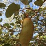 Piliostigma thonningii Fruit