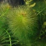 Myriophyllum verticillatum Облик