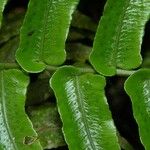 Cyclopeltis semicordata Hoja