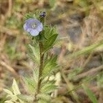 Echium parviflorum Blomst