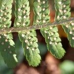 Dryopteris filix-mas Fruit