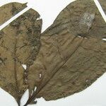Neea floribunda Other