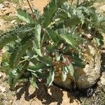 Cyphostemma seitzianum Hábito