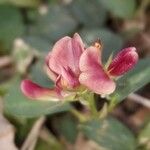 Alysicarpus vaginalis Flower