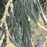Calocedrus decurrens Leht