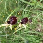 Ophrys provincialis Çiçek