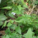 Scutellaria galericulata Агульны выгляд