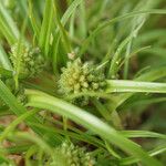 Juncus capitatus 花