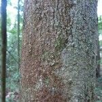 Couepia obovata Rusca
