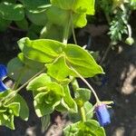 Lysimachia foemina Likasa