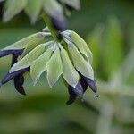 Salvia discolor Flower