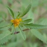 Bidens frondosa Flor