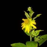 Silphium asteriscus Flower