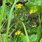 Caltha palustris عادت داشتن