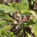 Pentanema oculus-christi Leaf