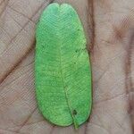 Copaifera mildbraedii Leaf