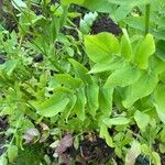 Sium sisarum Hoja