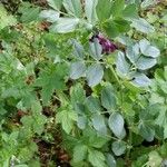 Vicia serratifolia Flower
