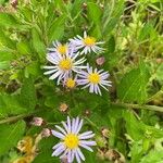 Aster ageratoides Flower