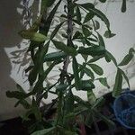 Crescentia alata Hoja
