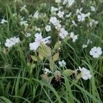 Silene latifoliaFlor