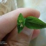 Acalypha australis Fruit