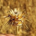 Centaurea sulphurea Flor