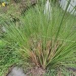 Juncus effususপাতা