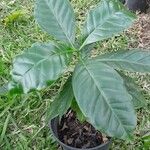 Coffea arabica 葉