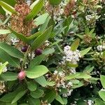 Acokanthera oblongifolia Annet