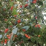 Crataegus persimilis Fruit