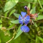 Ceratostigma willmottianum Blüte