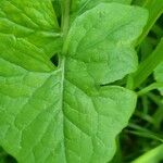 Lactuca muralis Leaf