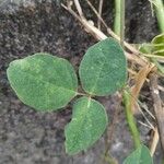 Desmodium intortum Blatt
