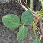 Desmodium intortum Leaf