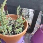 Sedum diffusum Delienn