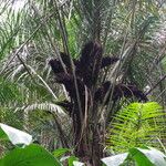 Raphia monbuttorum Hábito