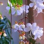 Clerodendrum indicum Flower