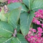 Hydrangea macrophylla Blatt