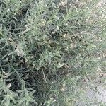 Heliotropium bacciferum Hábito