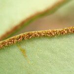 Hemionitis doniana Leaf