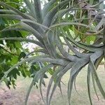 Tillandsia aeranthos Листок