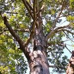 Erythrina stricta Hábito