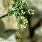 Heracleum pumilum Mosusu